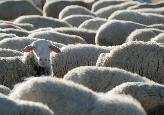 Dans l'Ancien Testament, le sacrifice est synonyme de fête. Image d'illustration. © iStock/angelsimon