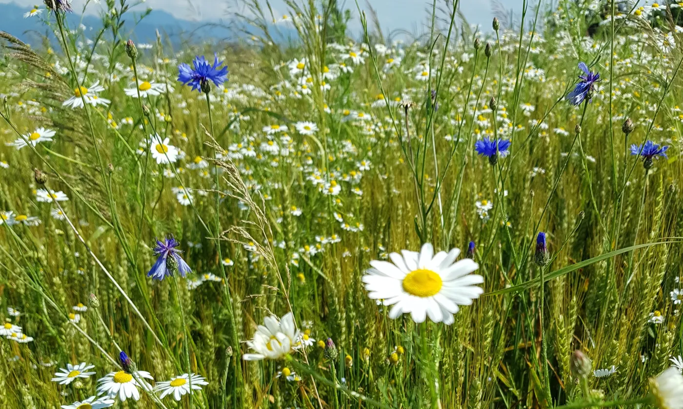 © Florence Clerc Aegerter