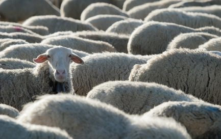 Dans l&#039;Ancien Testament, le sacrifice est synonyme de fête. Image d&#039;illustration. © iStock/angelsimon / Dans l&#039;Ancien Testament, le sacrifice est synonyme de fête. Image d&#039;illustration. © iStock/angelsimon